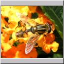 Helophilus hybridus - Helle Sumpfschwebfliege 03.jpg